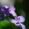 ヤマアジサイ　城ヶ崎