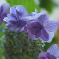 アジサイ・城ヶ崎を切り花に