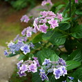 紫陽花　撮り納め？