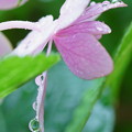 紫陽花　しずく（1）
