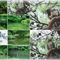 Photos: 兼六園　瓢池　赤松とアオバズク