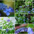6月のヤマアジサイ 藍姫