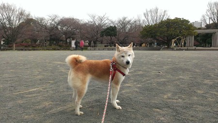 柴犬さくらさん（2016年3月26日）