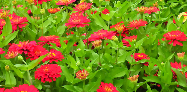 Photos: 花壇