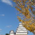 銀杏と姫路城