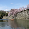 小舟と桜
