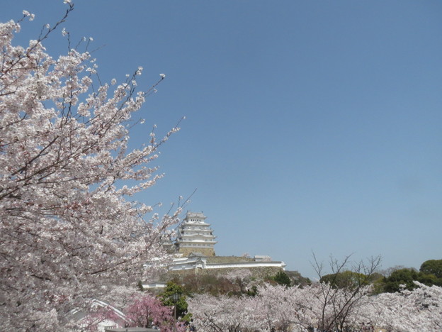 お花見日和