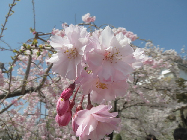 枝垂れの八重
