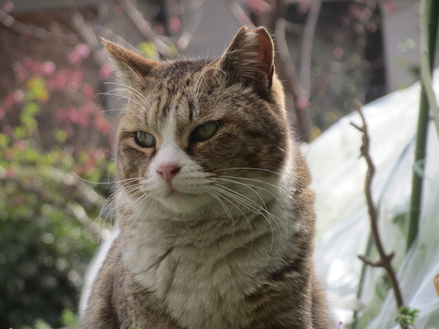 Photos: ある日のねえ様(2)