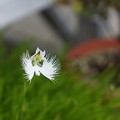 Photos: きれいな小さい花