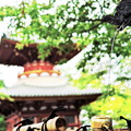 Photos: 喜多院の龍