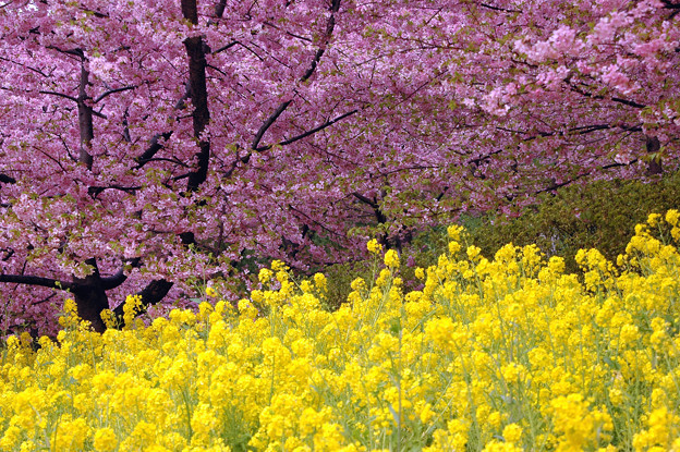 花競演 河津桜と菜の花 神奈川県松田町 写真共有サイト フォト蔵