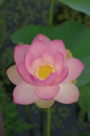 淡色