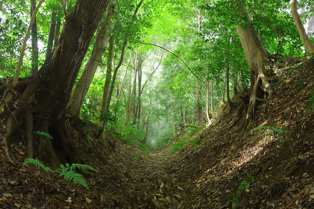 野馬除土手の朝