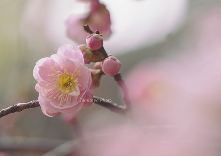 梅2019