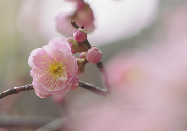 梅2019