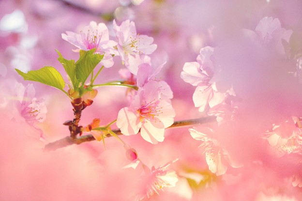 桜夢譚