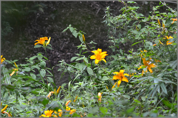 夏の花