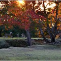 Photos: 鹿のいる夕暮れ