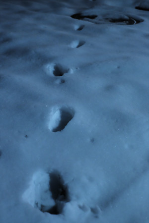 雪_足跡-5487