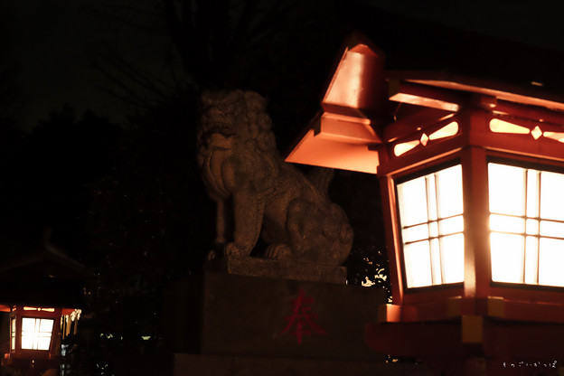 Photos: 武蔵野神社_狛犬-5561