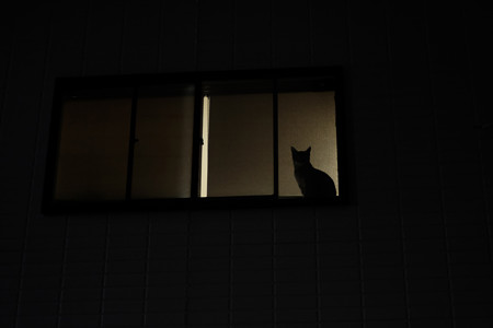 窓辺の猫-4156