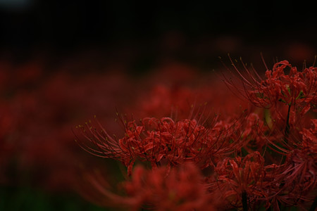 巾着田_紅04-8428