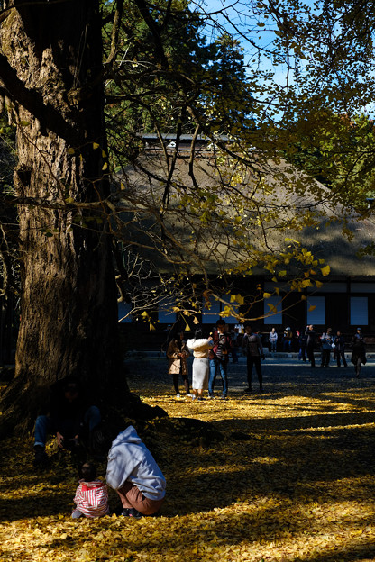 広徳寺_黄葉-8664