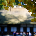 Photos: 広徳寺_黄葉-8666