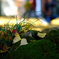 広徳寺_苔むす岩-8665