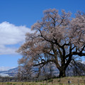 わに塚の桜-8844