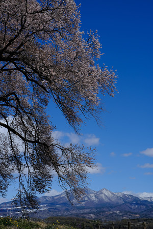 わに塚の桜-8846