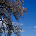 わに塚の桜-8846