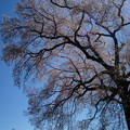 わに塚の桜-8852