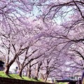 神奈川県大和市の引地川千本桜の桜(5)。。201803031