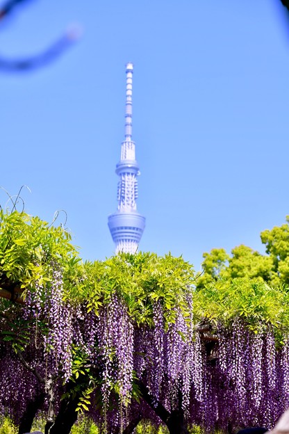 東京スカイツリーも顔だして藤の花と。。亀戸天神 20180422
