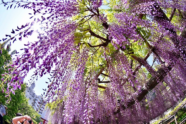 魚眼で眺めて見た。。亀戸天神の藤の花 20180422
