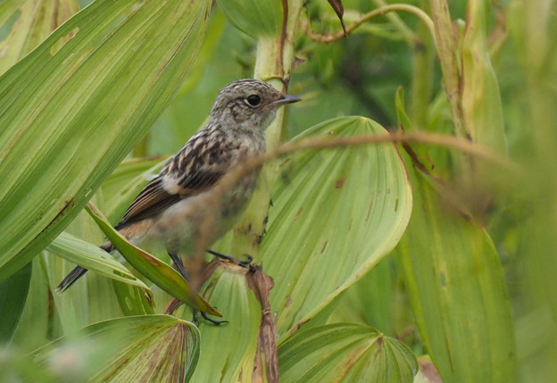 ノビタキ幼鳥0714 1 T 写真共有サイト フォト蔵