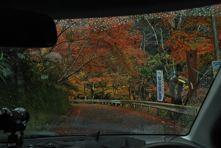R371紅葉