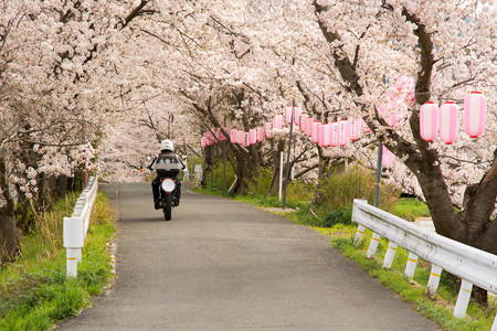 ご近所桜道で自撮り・1