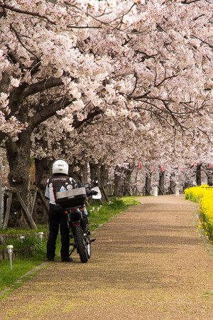 ご近所桜道で自撮り・5