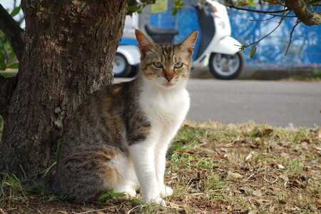 叶崎灯台の猫・4
