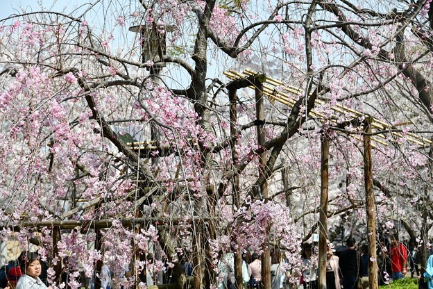 20180329桜大阪城1DSC_2679