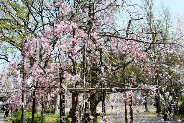 20180329桜大阪城2DSC_2682