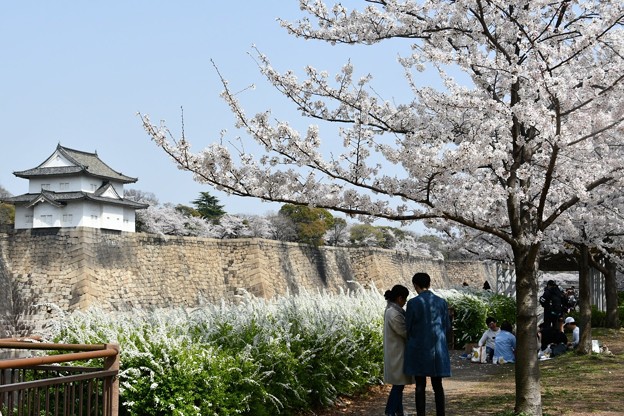 20180329桜大阪城3DSC_2684