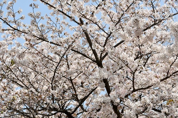 20180329桜大阪城4DSC_2687