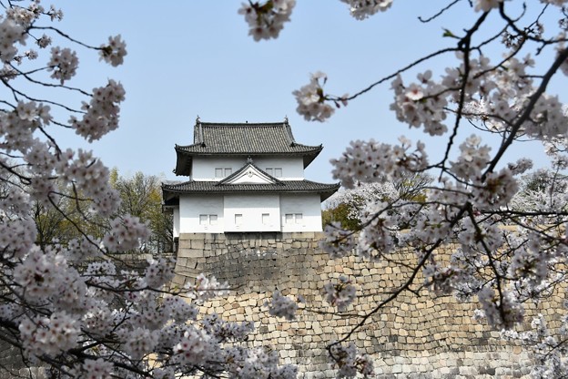 20180329桜大阪城5DSC_2689