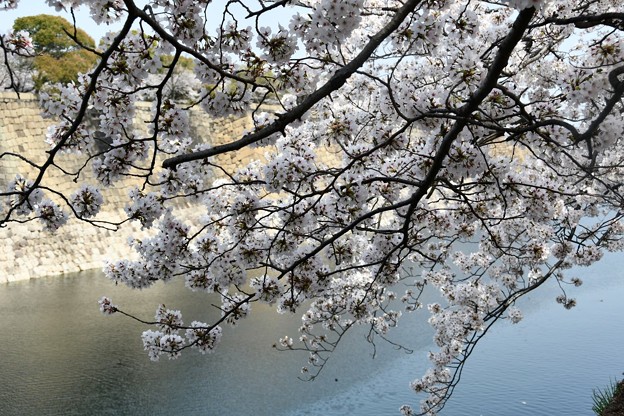 20180329桜大阪城6DSC_2690