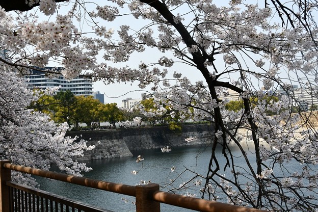 20180329桜大阪城7DSC_2691