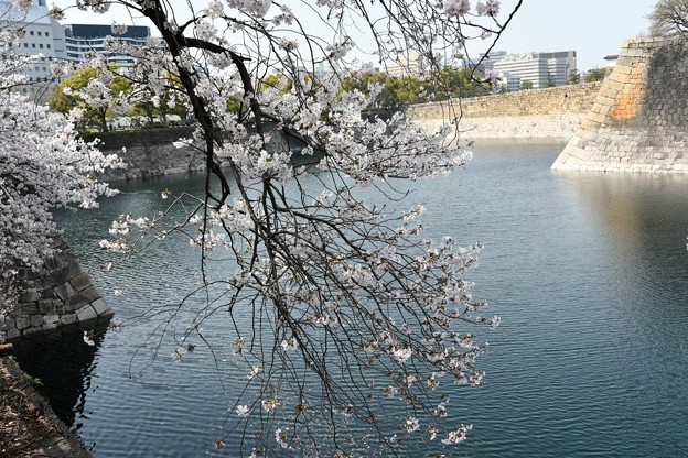 20180329桜大阪城8DSC_2694